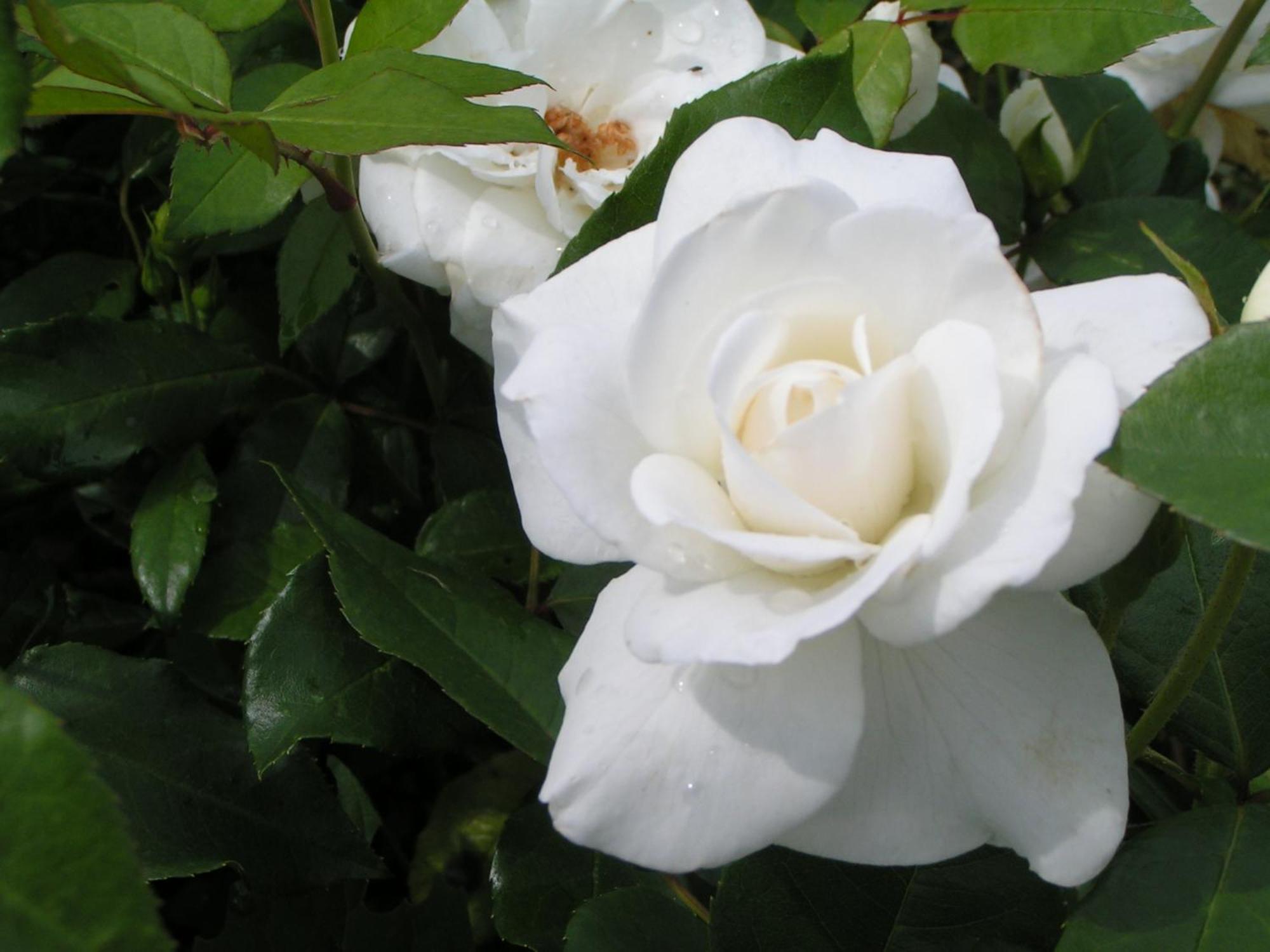 Bed and Breakfast Rosa Arvensis Lottum Exterior foto